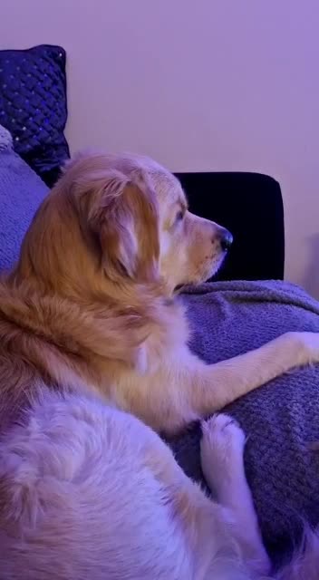 Golden Retriever dogs for stud: STUD ONLY. 4 year old proven golden retriever in Rochdale - Video 1