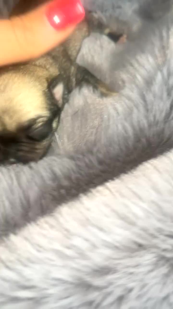 Chihuahua dogs for sale: Beautiful apple head puppies  - Video 2