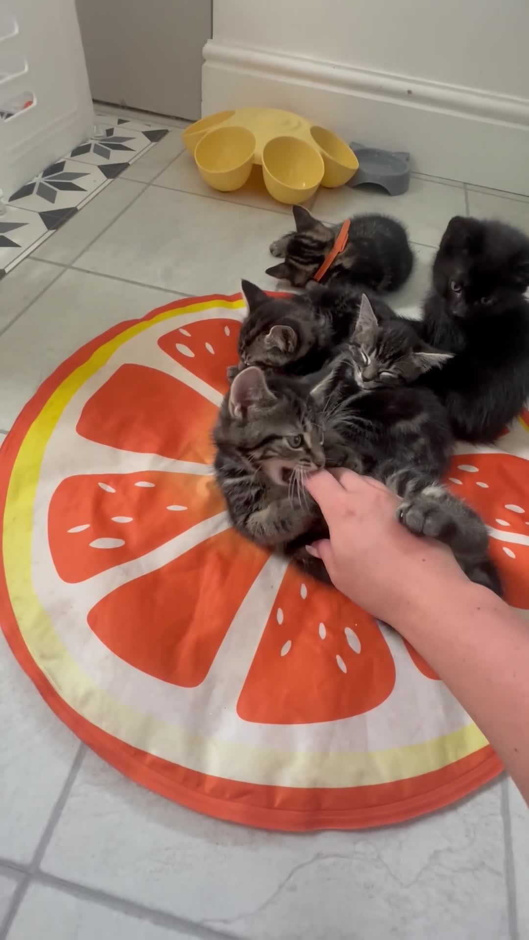 Mixed Breed cats for sale: 5 kittens for sale  in Basildon - Video 1