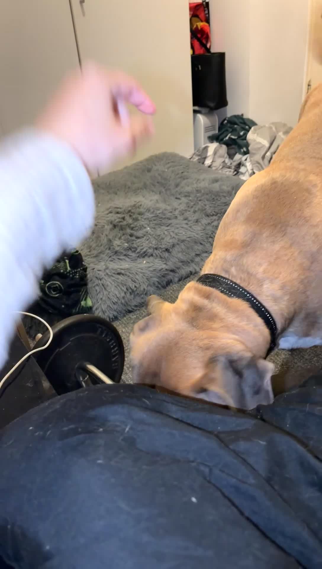 Mixed Breed dogs for sale: Blaze  - Video 1