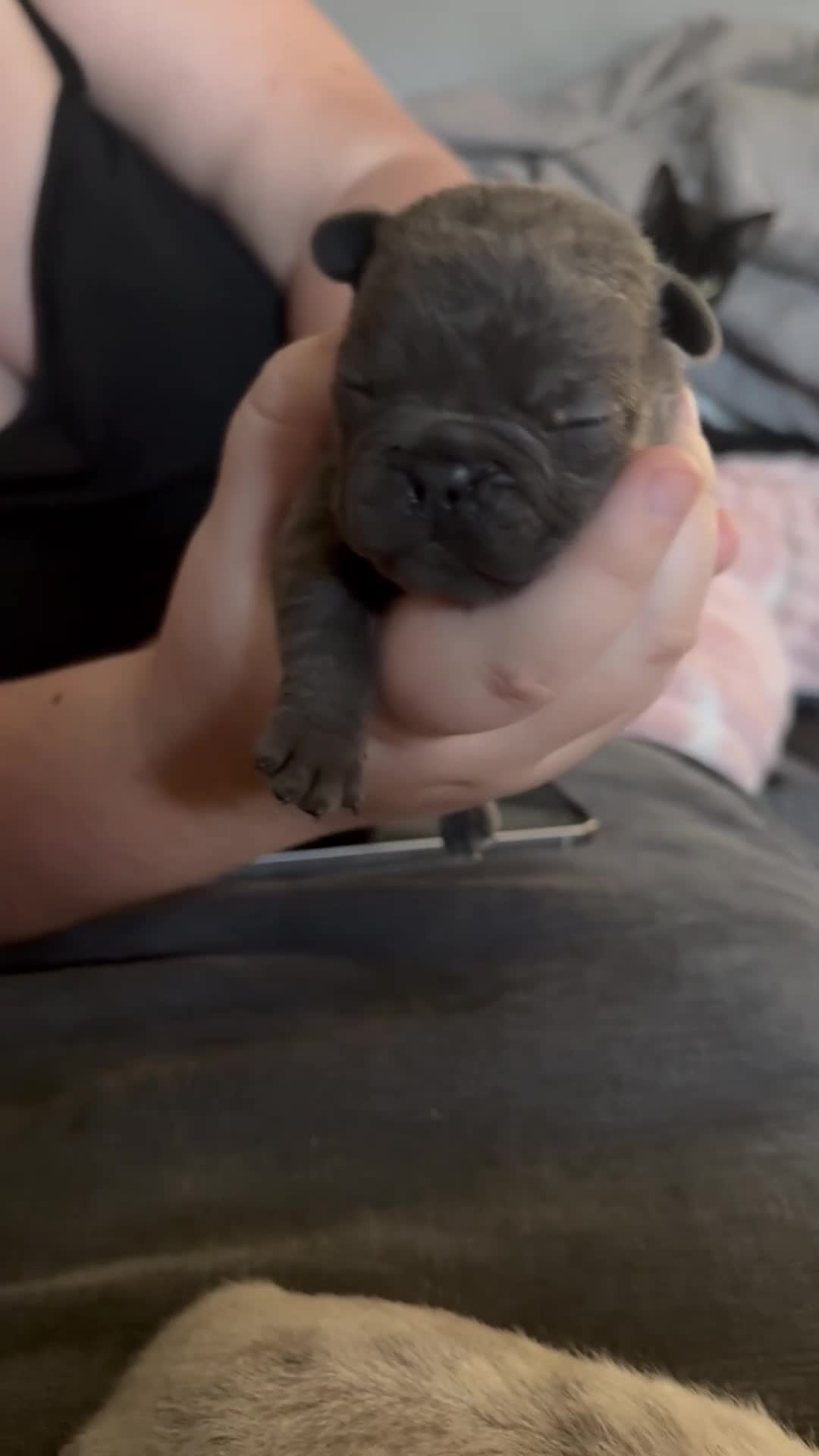 French Bulldog dogs for sale: Female French bulldog puppies - Video 5