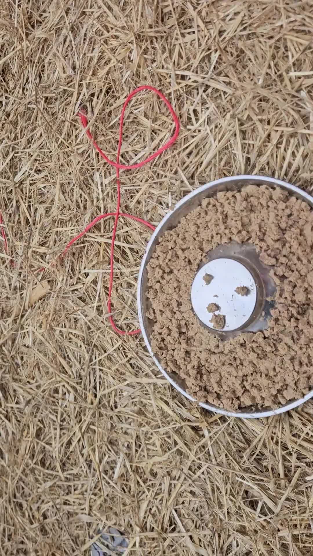 Mixed Breed dogs for sale: CaneWeiler Pupps - Video 1