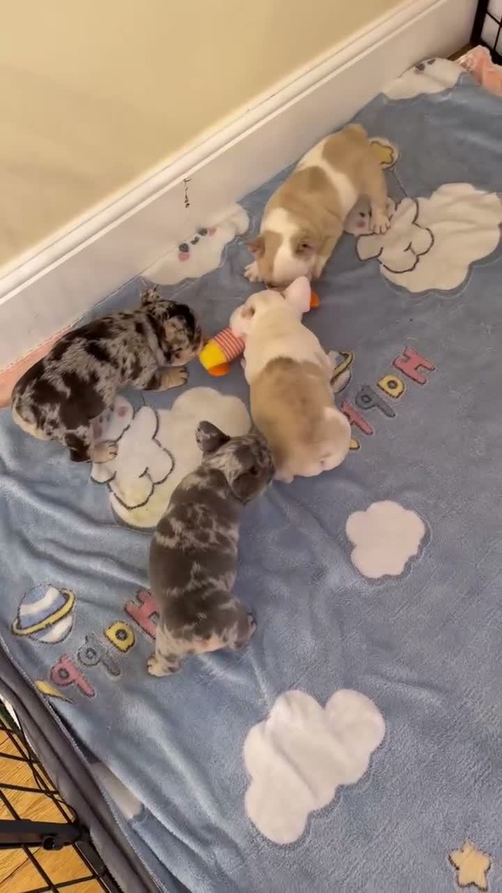 French Bulldog dogs for sale: French Bulldog Puppies – 3 Girls & 1 Boy 🐾💕 - Video 1