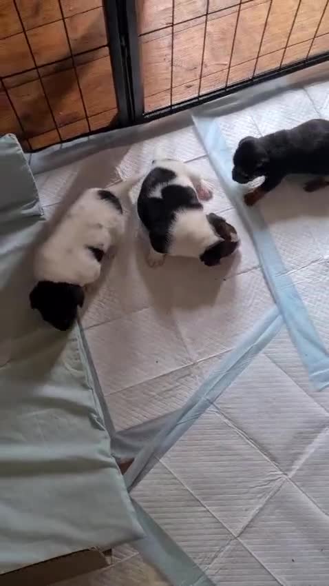 Jack Russell dogs for sale: Jack Russell Terriers  - Video 1