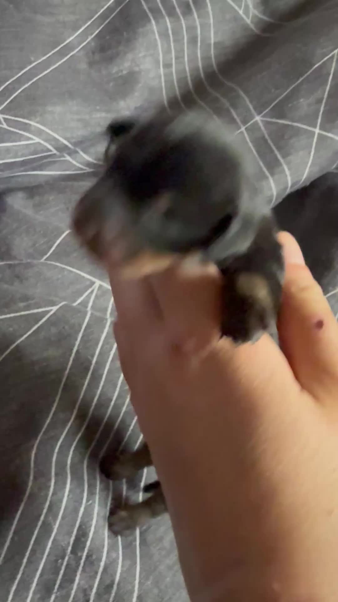 Miniature Dachshund dogs for sale: Tiny miniature dachshund  - Video 1