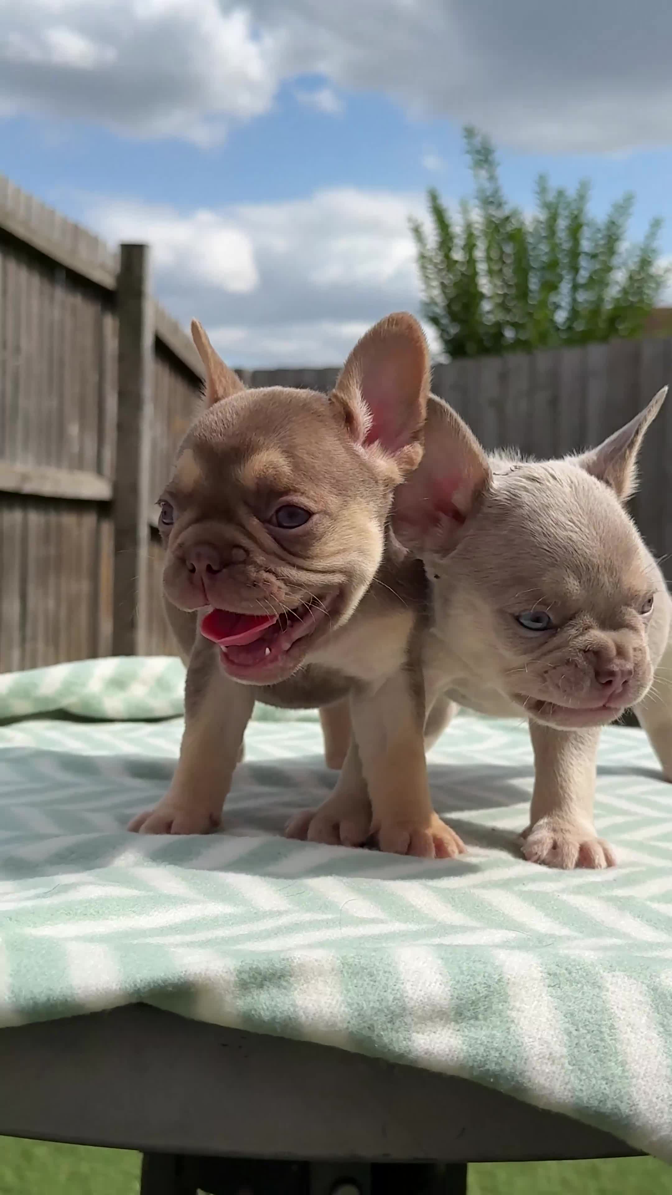 French Bulldog dogs for sale: Miss White X Kastro  - Video 4