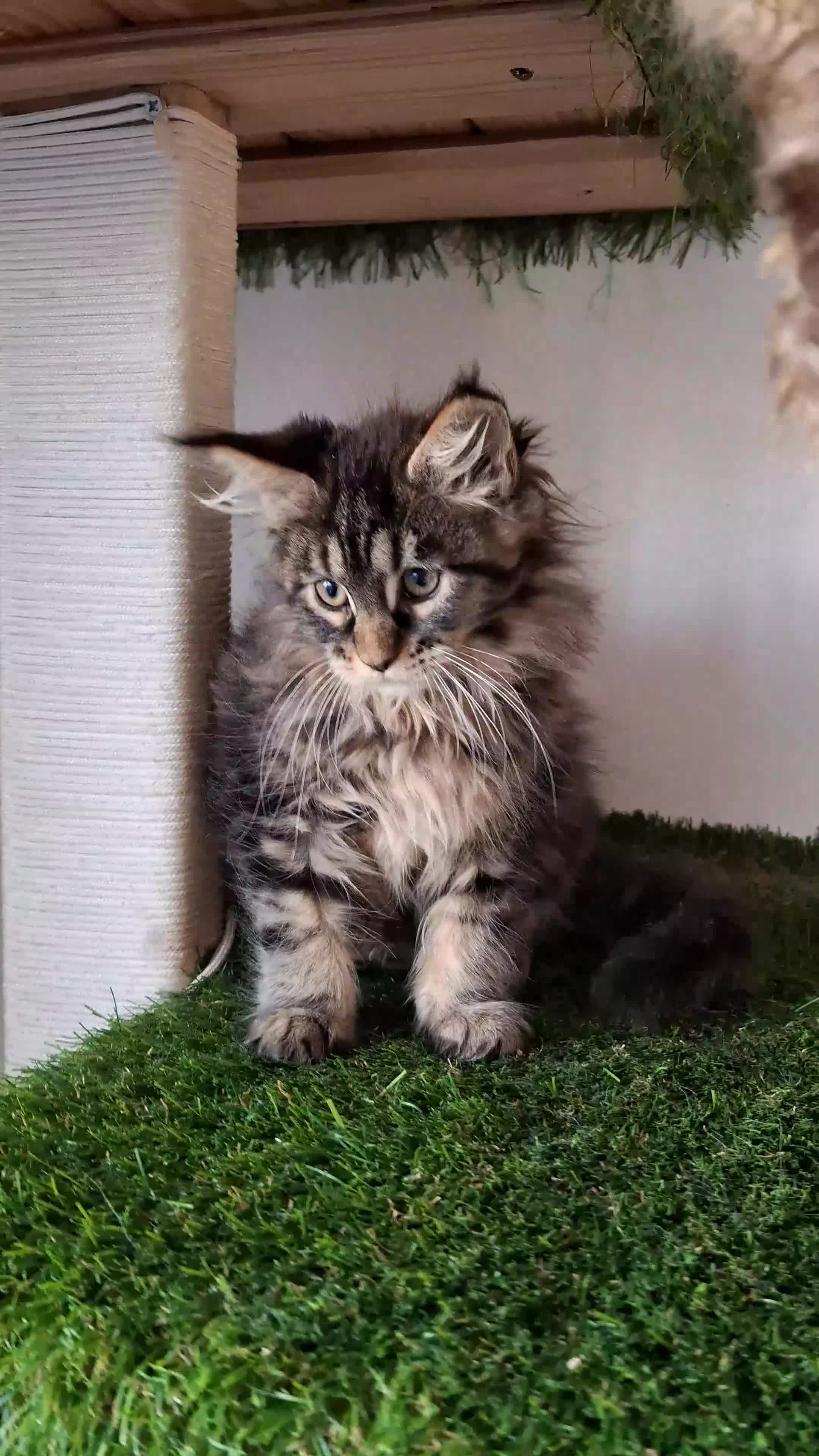 Maine Coon cats for sale: Pedigree Maine Coon Kitens - Video 3