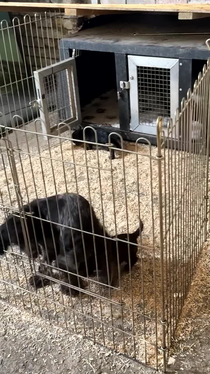 Cocker Spaniel dogs for sale: 5 working cocker spaniel puppies  - Video 2
