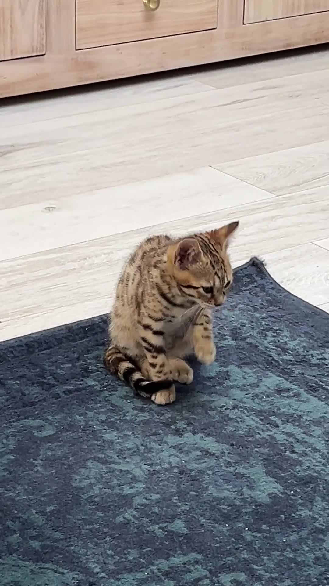 Bengal cats for sale: Genuine bengal kitten Tica registered  - Video 3