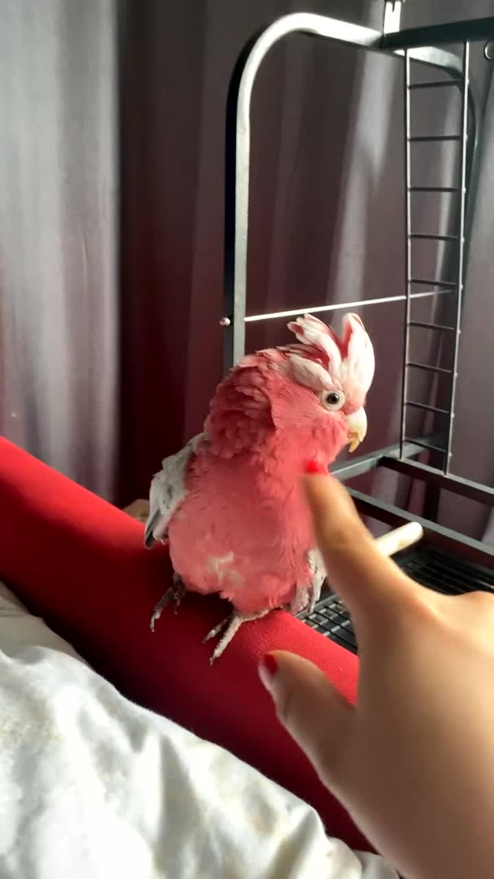 Parrots birds for sale: galah cockatoo, named Buddy  - Video 2