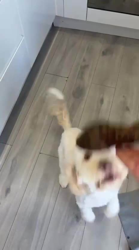 Cockapoo dogs for sale: Teddy - 8 month old Cockapoo - Video 1