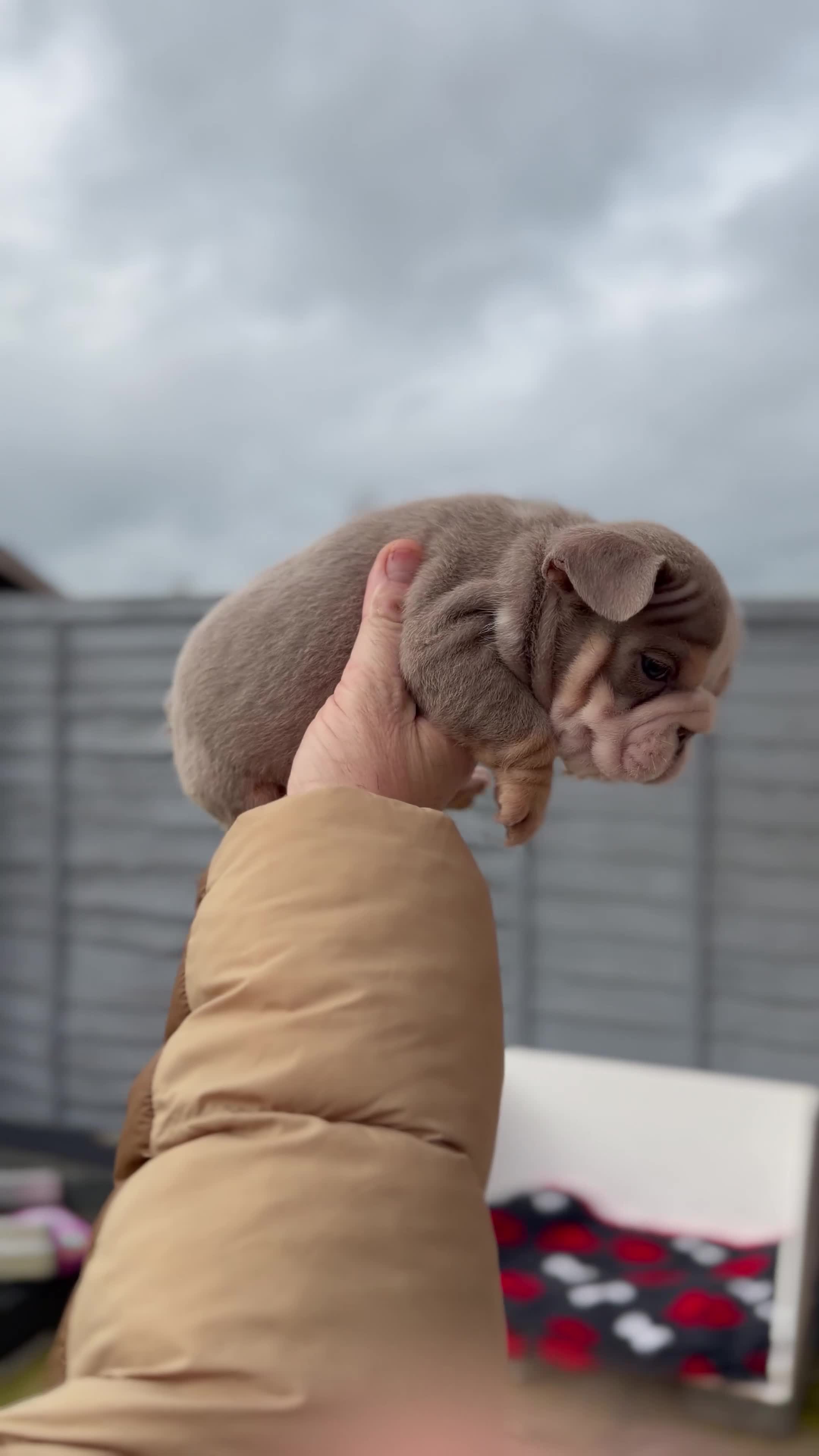 English Bulldog dogs for sale: Pink carrier English bulldogs  - Video 2