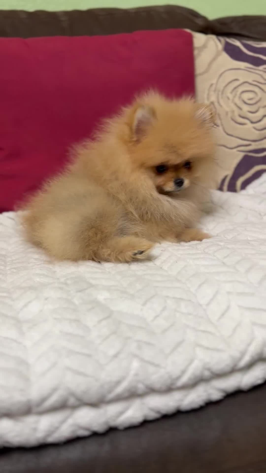 Pomeranian dogs for sale: Fabulous Pomeranian Girl Puppies  - Video 1