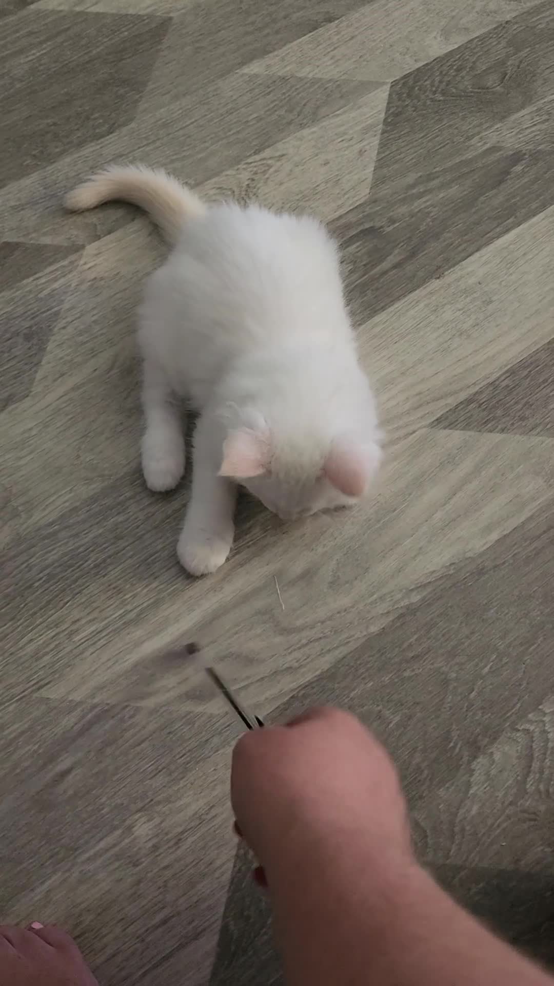 Mixed Breed cats for sale: RAGCOON 😍rare colour🥰🥰 REDUCED PRICE - Video 1