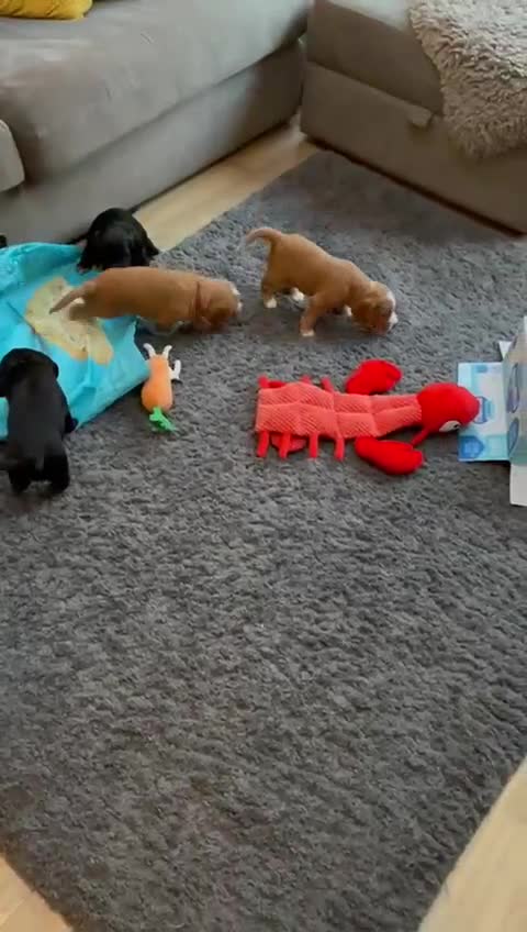 Cocker Spaniel dogs for sale: Cocker Spaniels looking for loving homes in Bradford - Video 1