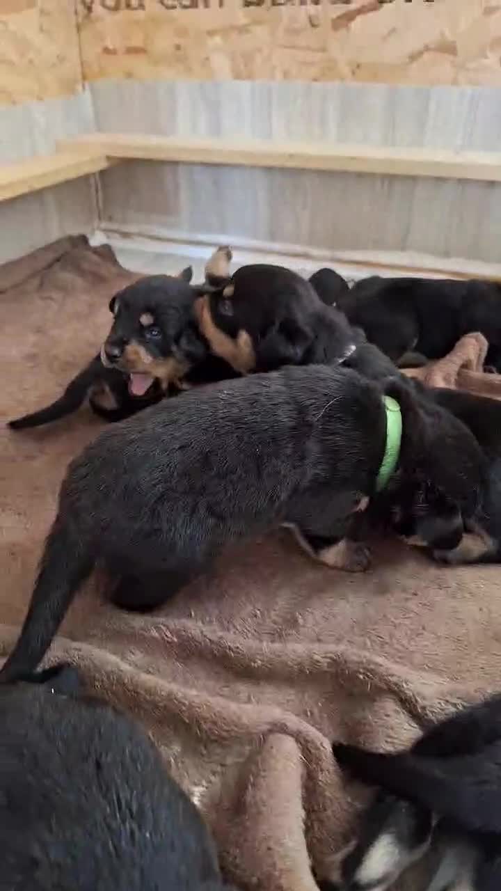 Rottweiler dogs for sale:  Beautiful Rottweiler puppies  - Video 1