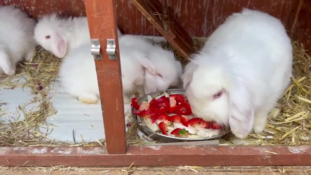 Lionhead rabbits for sale: English lion head  pure breed - Video 1