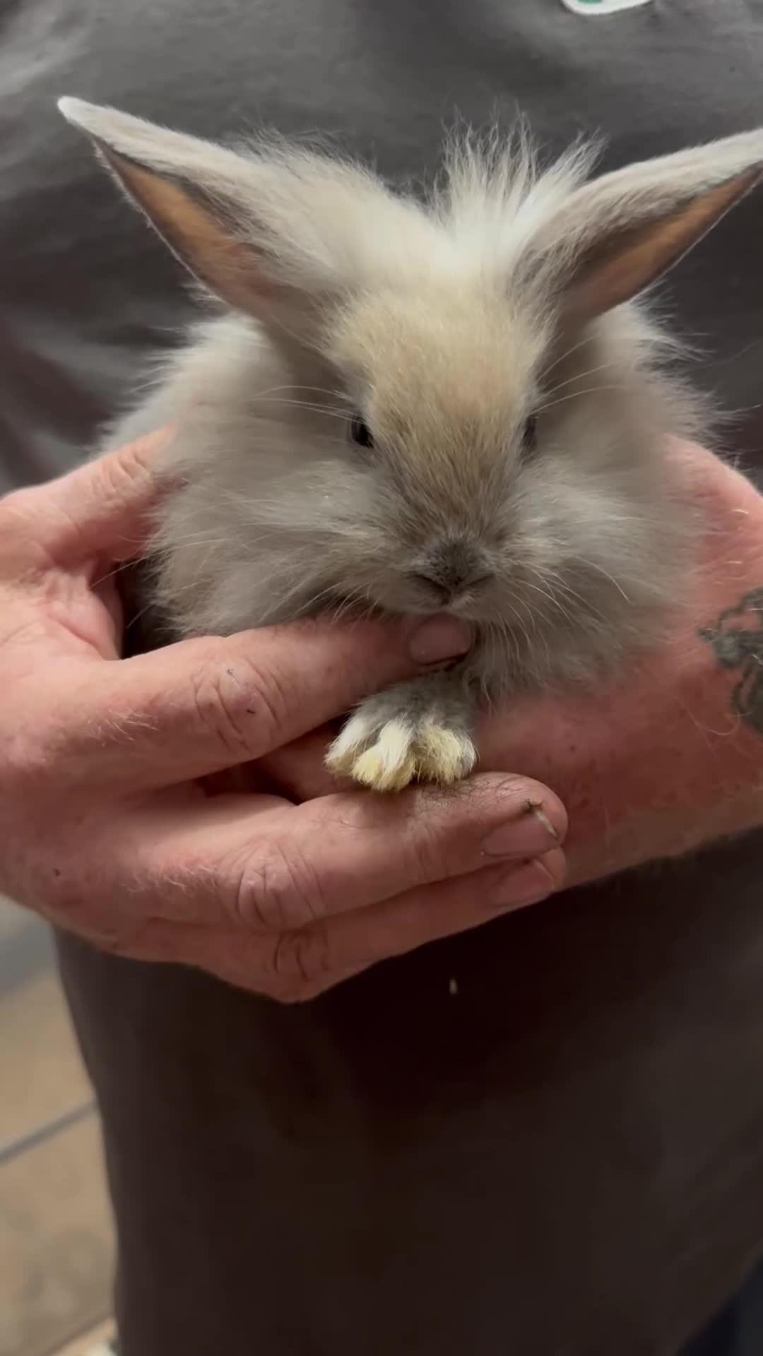 Mini Lion Lop rabbits for sale: Baby rabbits ready for new home in Merthyr Tydfil - Video 1