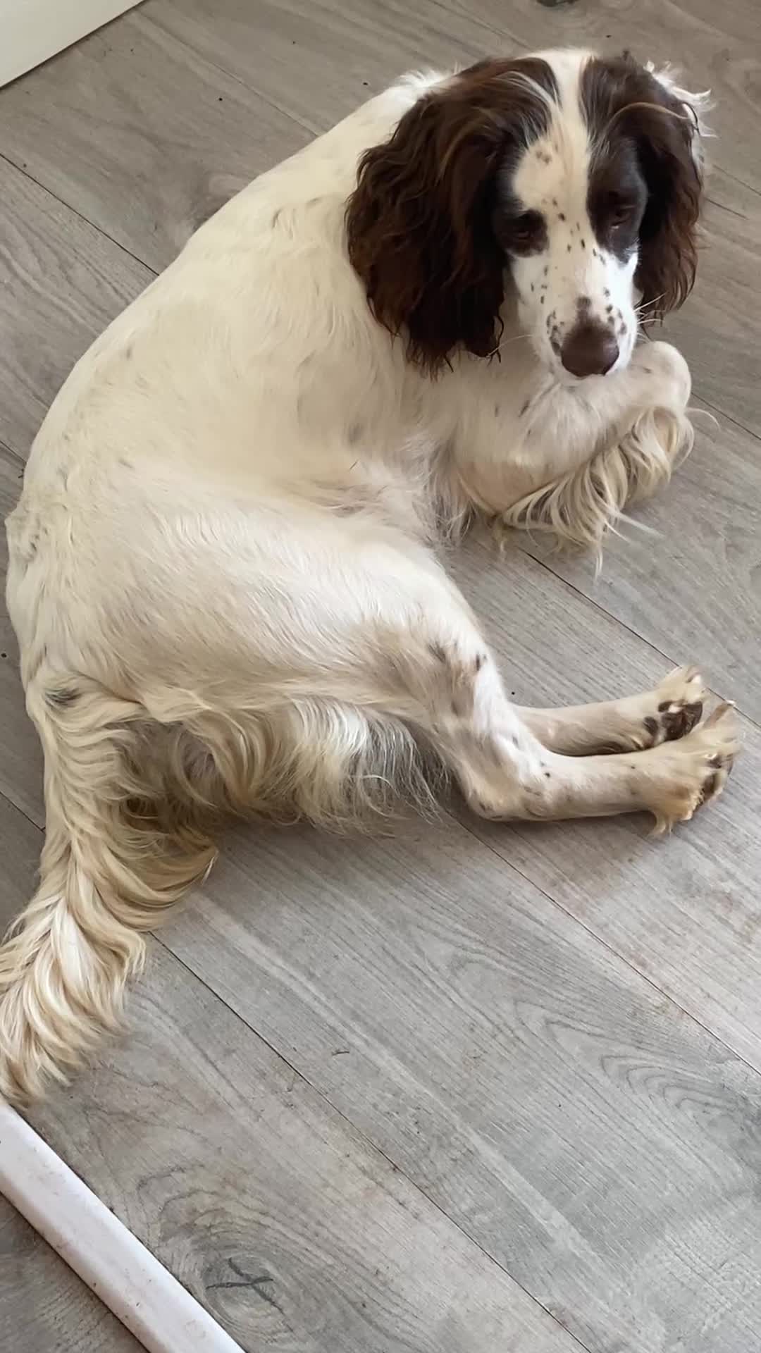 English Springer Spaniel dogs for sale: English springer spaniel puppies for sale in Derby - Video 1