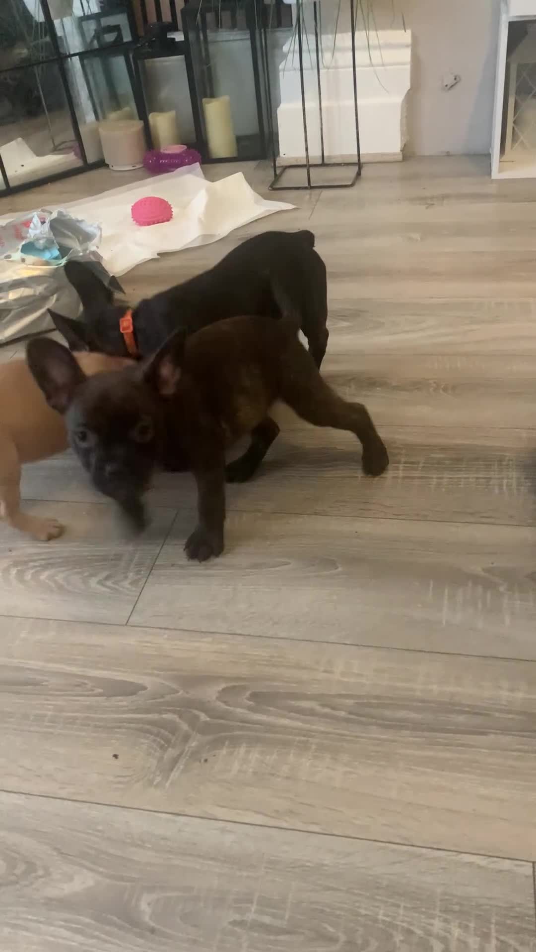 Mixed Breed dogs for sale: Frenchies x Pomeranian puppies - Video 1