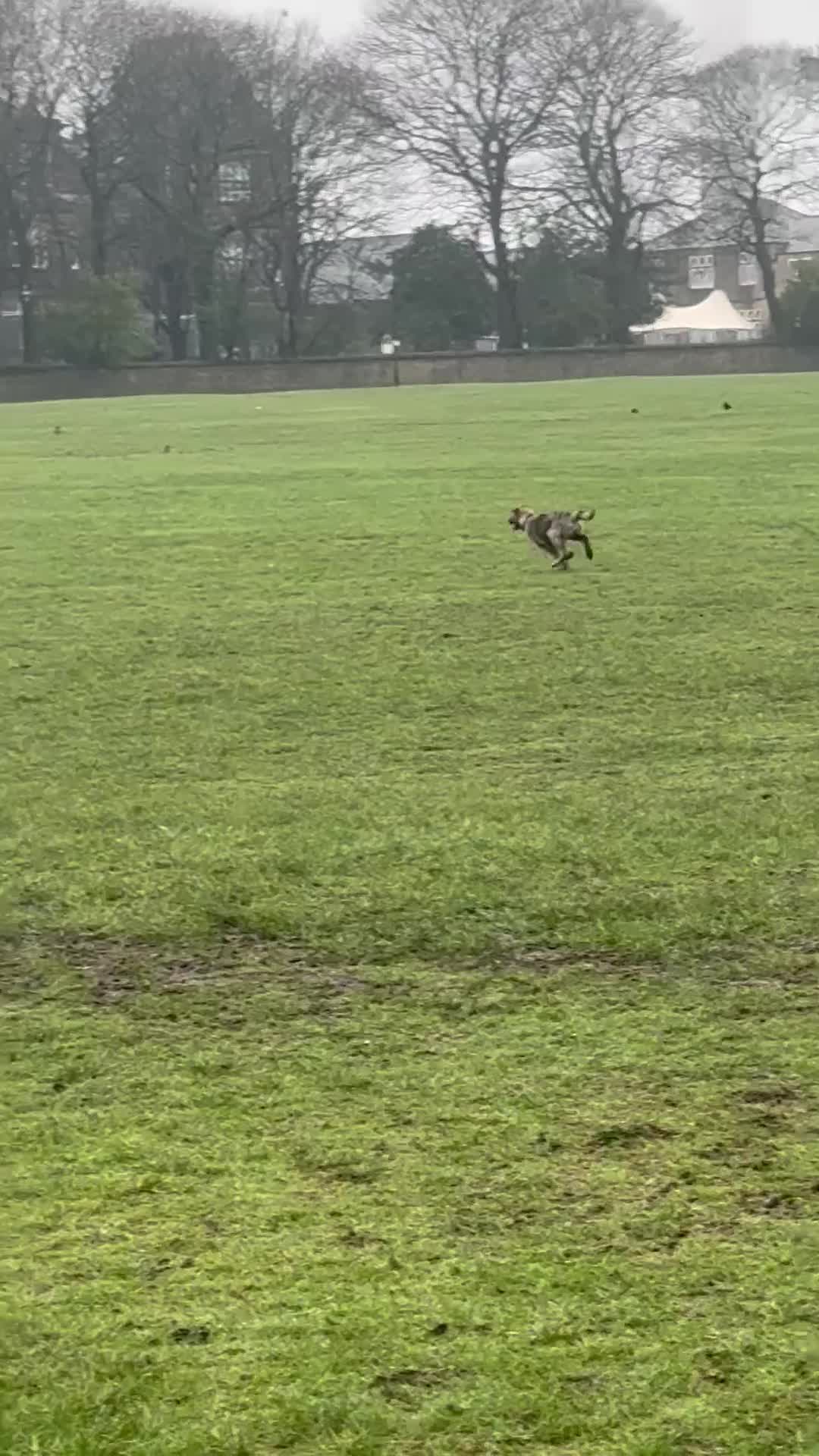 Mixed Breed dogs for sale: Beautiful Female Puppy (Presa Canario x Akita) - Video 1