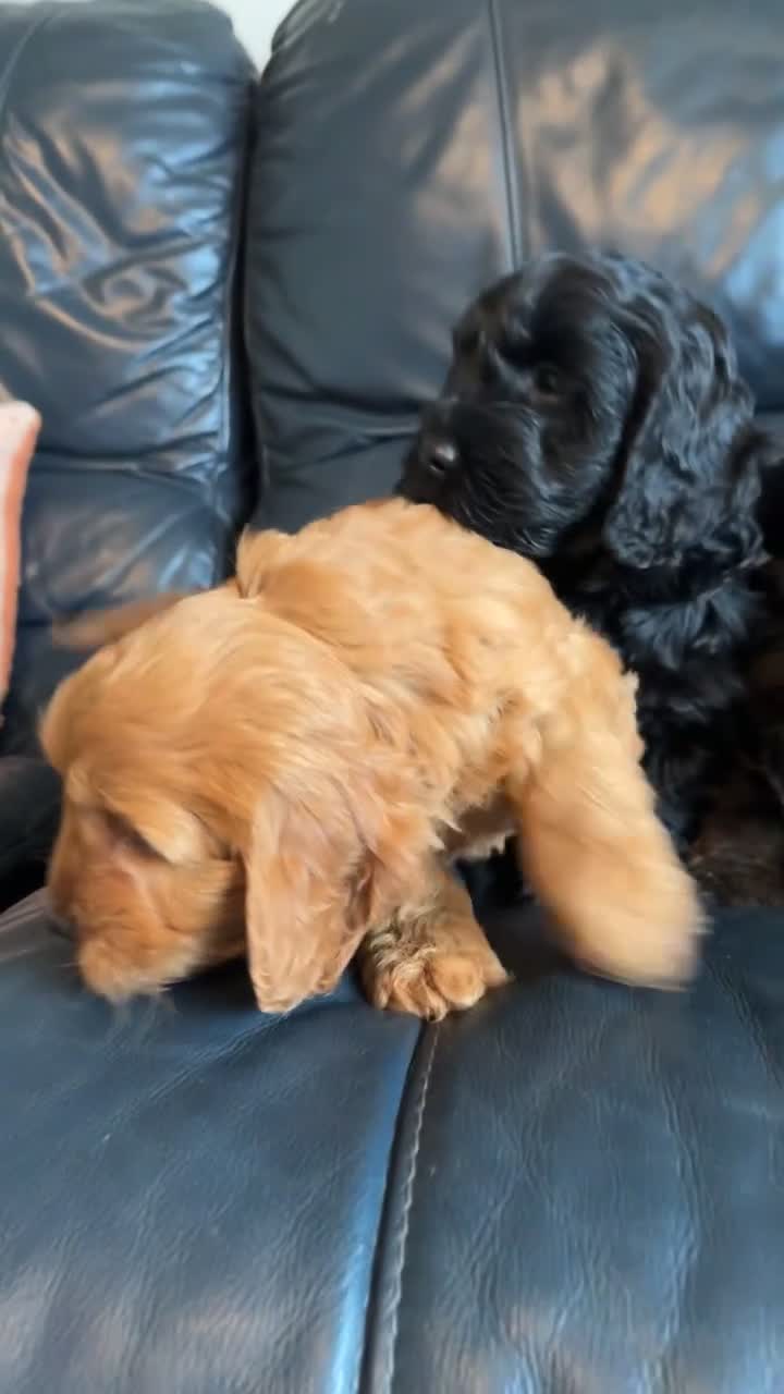 Cockapoo dogs for sale: 🎀First Class F1 Cockapoo Puppies 🩵 - Video 1