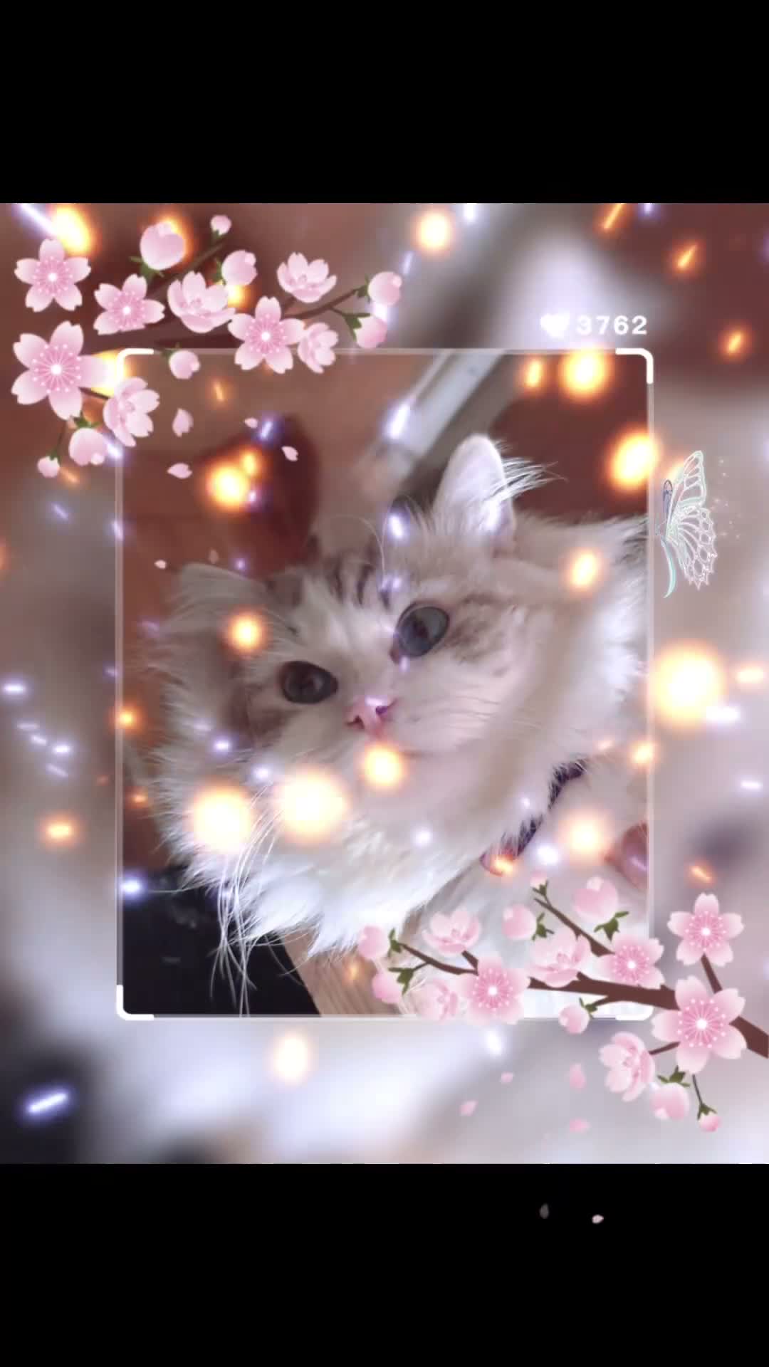 Ragdoll cats for sale: Valentino 🩵 – for breeding/showing or as a pet. - Video 1