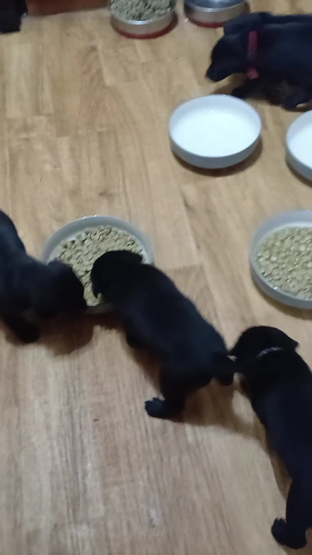 Mixed Breed dogs for sale: Labrador cross puppies - Video 1