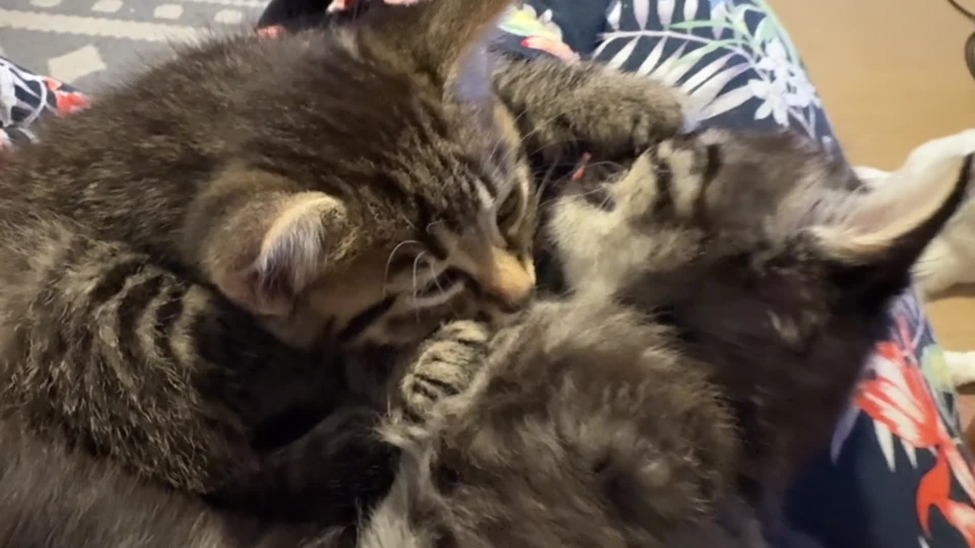 Siberian cats for sale: Beautiful mixed Siberian kittens - Video 1