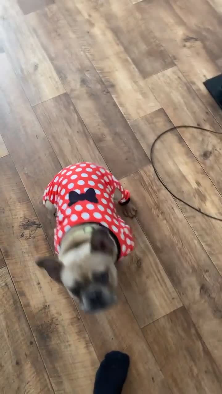 French Bulldog dogs for sale:  female frenchie  - Video 1