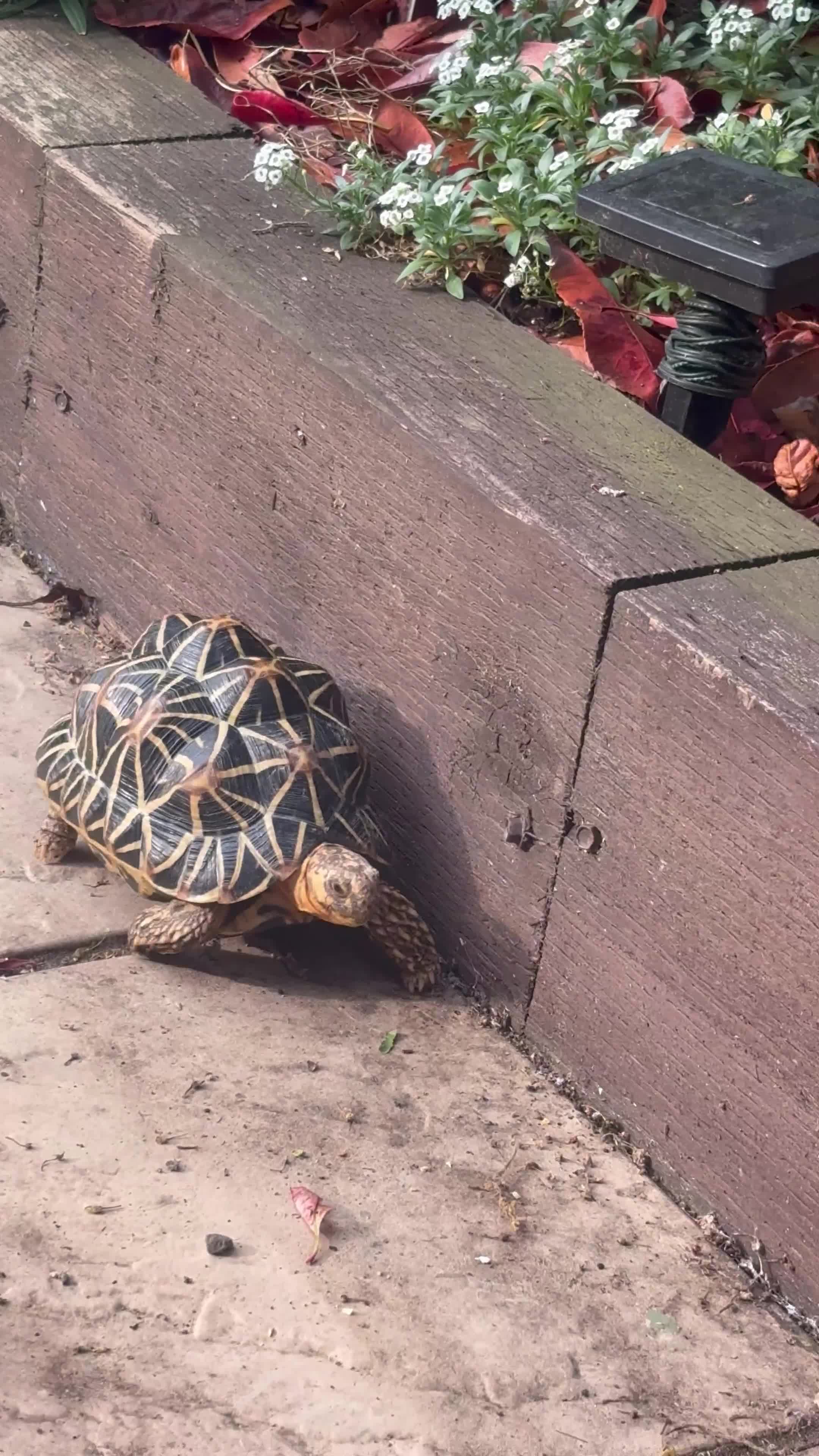 Tortoise reptiles for sale: Tortoise  - Video 1