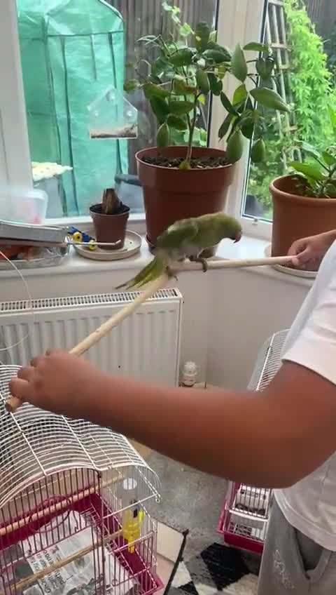 Ringnecks birds for sale: Ring neck Indian parrot  - Video 2