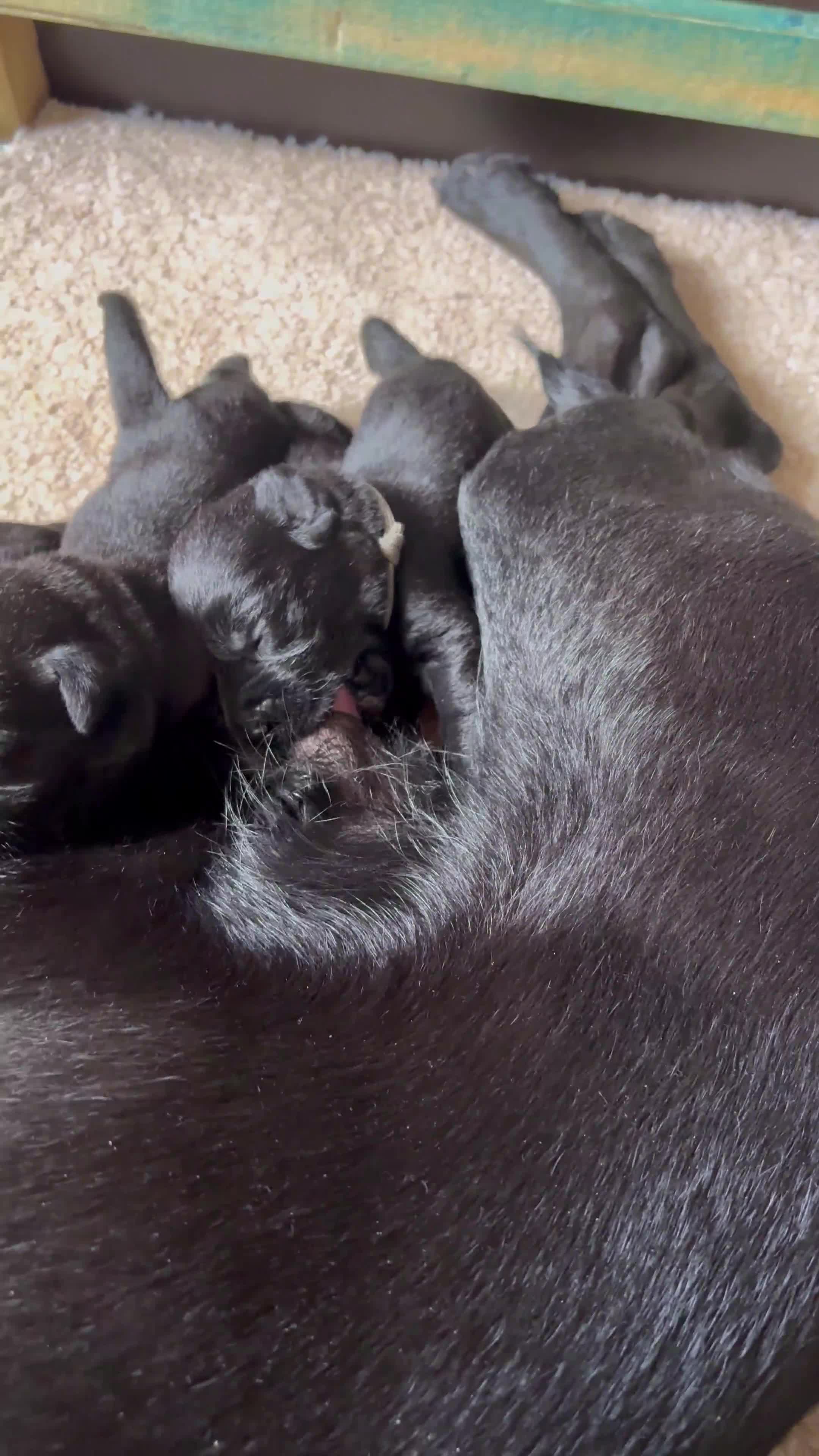 Labrador Retriever dogs for sale: KC Registered Black Working Labradors. - Video 1