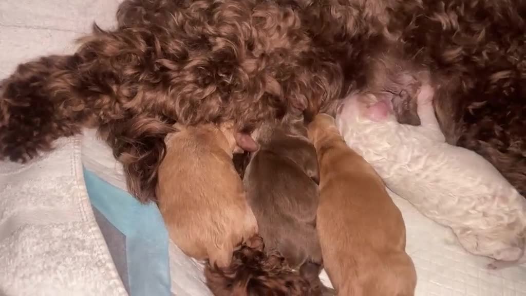 Cockapoo dogs for sale: Miniature cockapoo pups for sale  in Swindon - Video 1