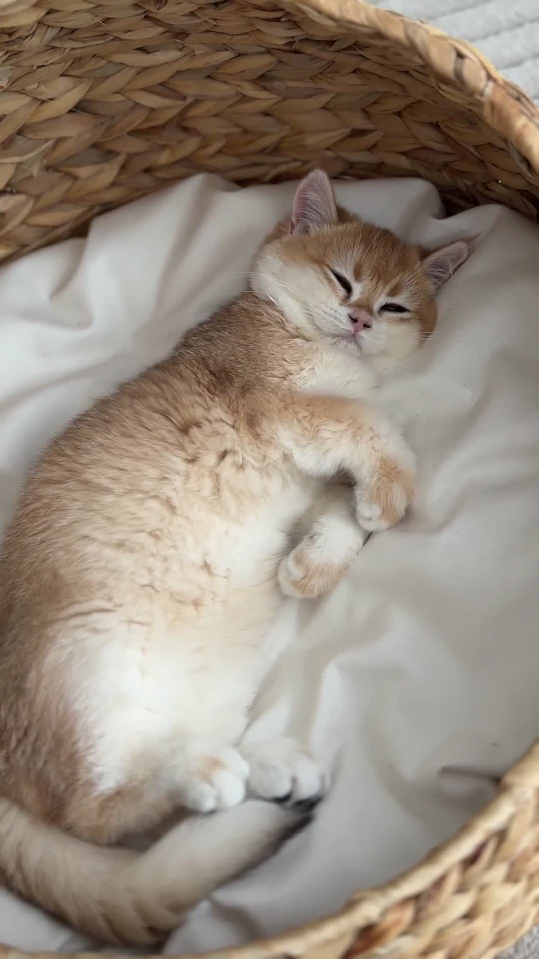 British Shorthair cats for sale: British Shorthair Golden boy - Video 3