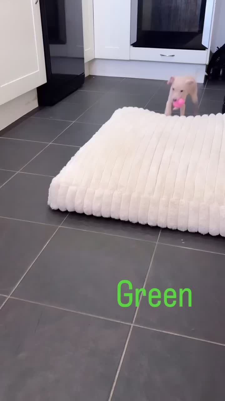 Italian Greyhound dogs for sale: Gorgeous KC Italian Greyhound Puppies - Video 2