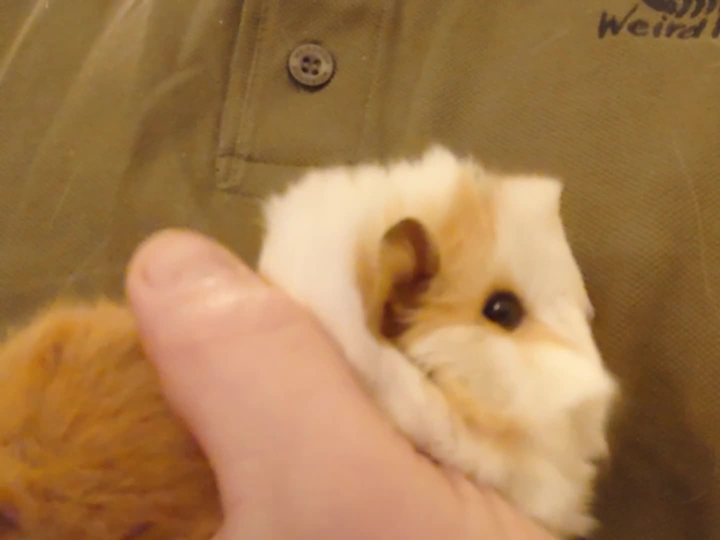 Guinea Pig rodents for sale: Pure bred Peruvian Guinea pigs females - Video 2