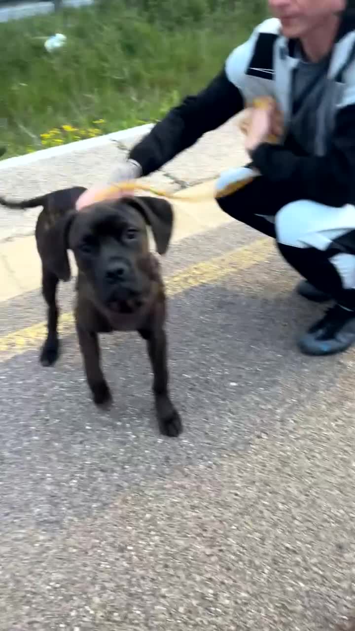 Mixed Breed dogs for sale: 6 month old puppy  - Video 1