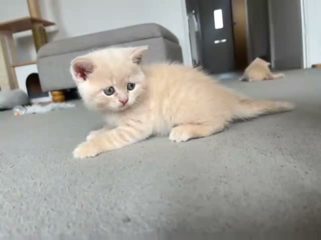 British Shorthair cats for sale: BSH kittens in Camborne - Video 1