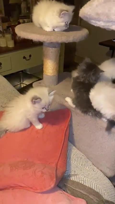 Siberian cats for sale: x5 Adorable Pure Siberian Kittens to re-home😻 - Video 1