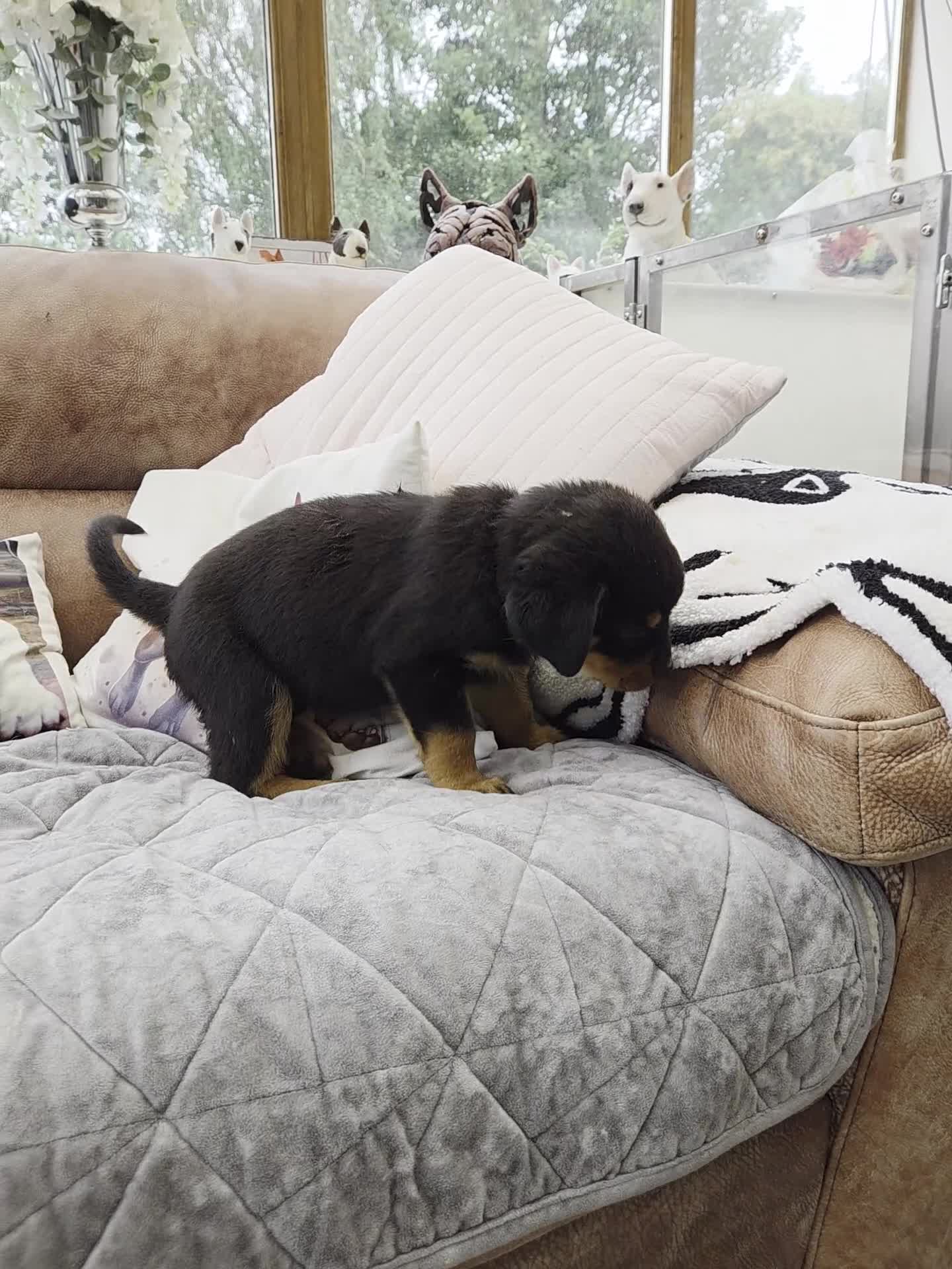 Rottweiler dogs for sale:  Long haired (fluffweilers ) last girl  - Video 1