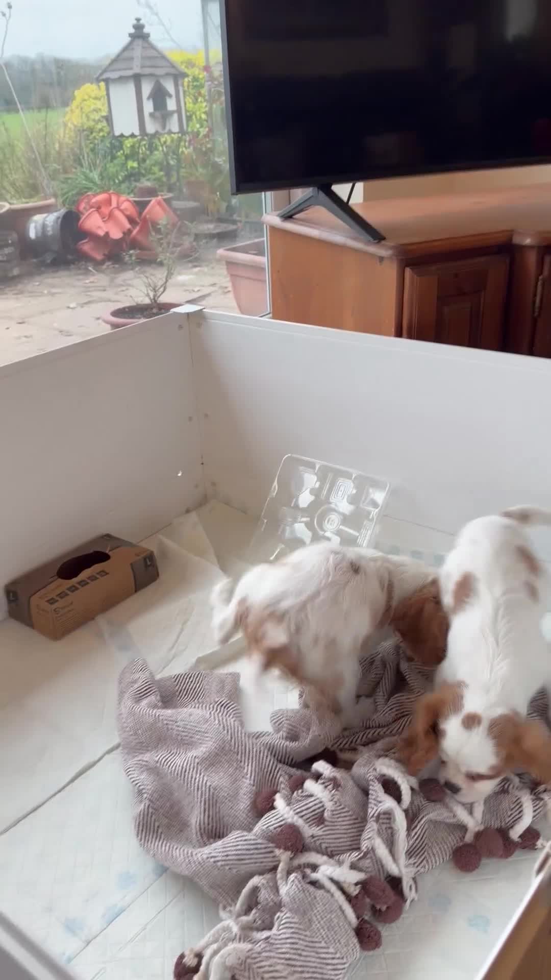 Cavalier King Charles Spaniel dogs for sale: Kc registered cavalier king charles puppies - Video 3