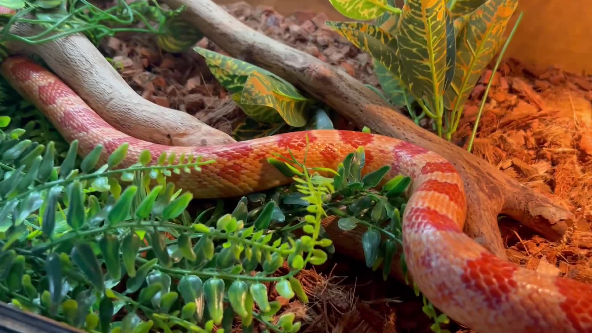 Snake reptiles for sale: Corn snake with equipment  - Video 2