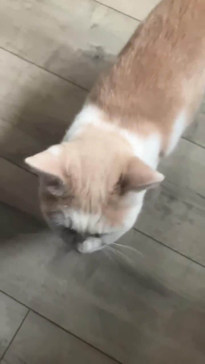 Mixed Breed cats for adoption: Pearl for adoption - Video 1