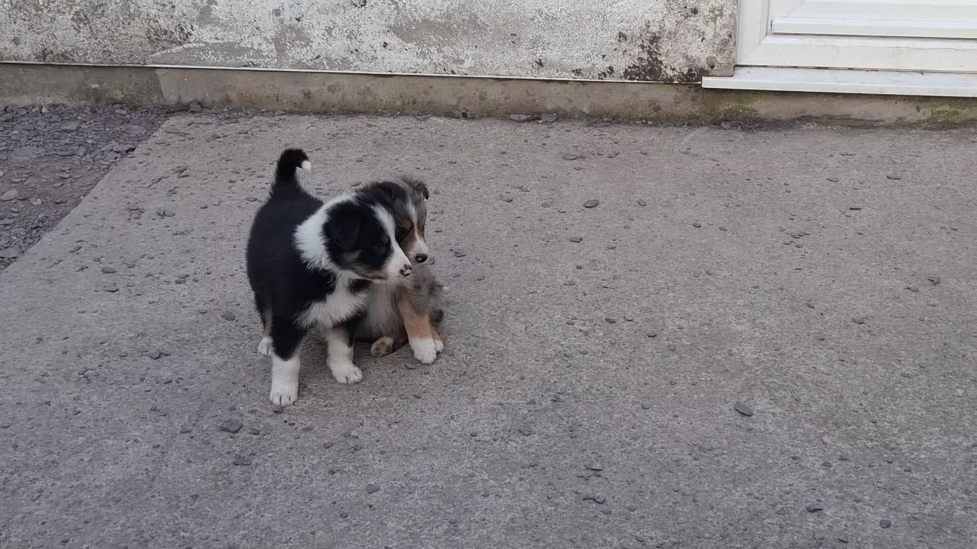 Border Collie dogs for sale: Border Collie sheepdog pups  - Video 2