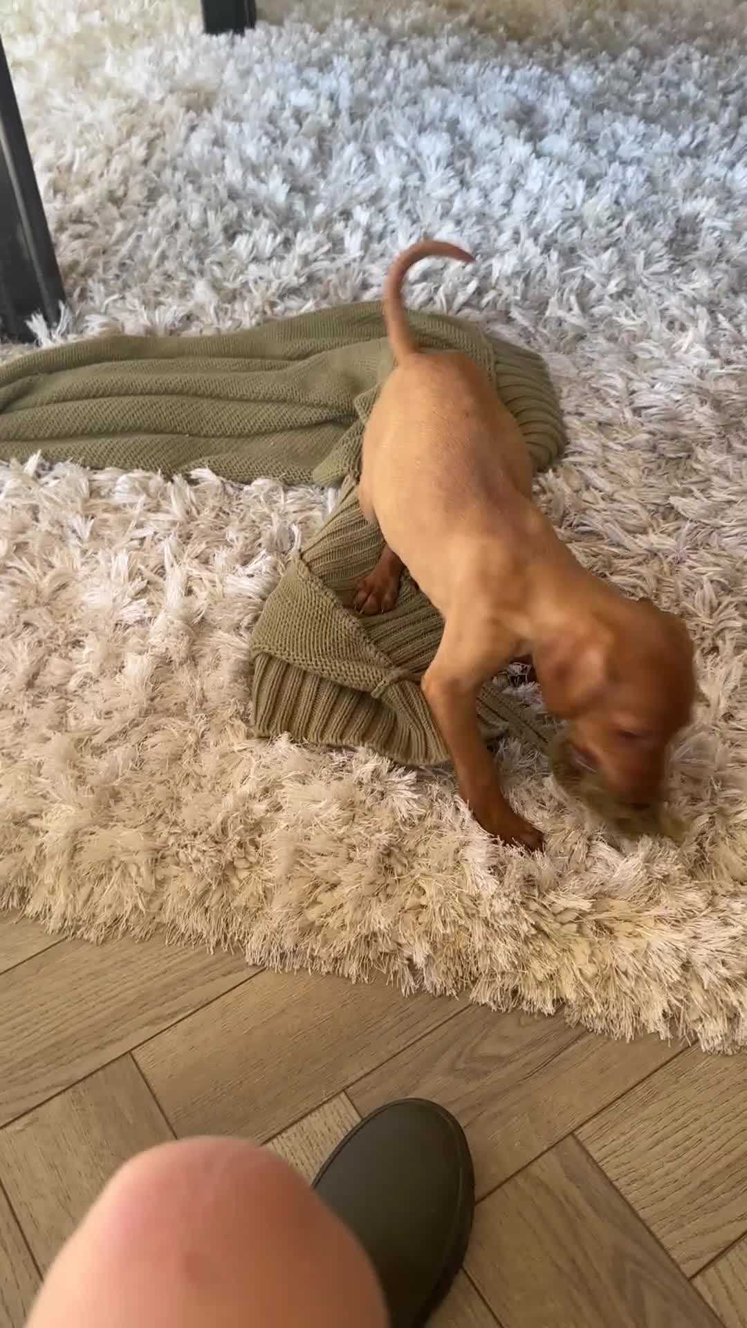 Hungarian Vizsla dogs for sale: 🐾KC Registered Hungarian Vizsla puppies🐾 - Video 1