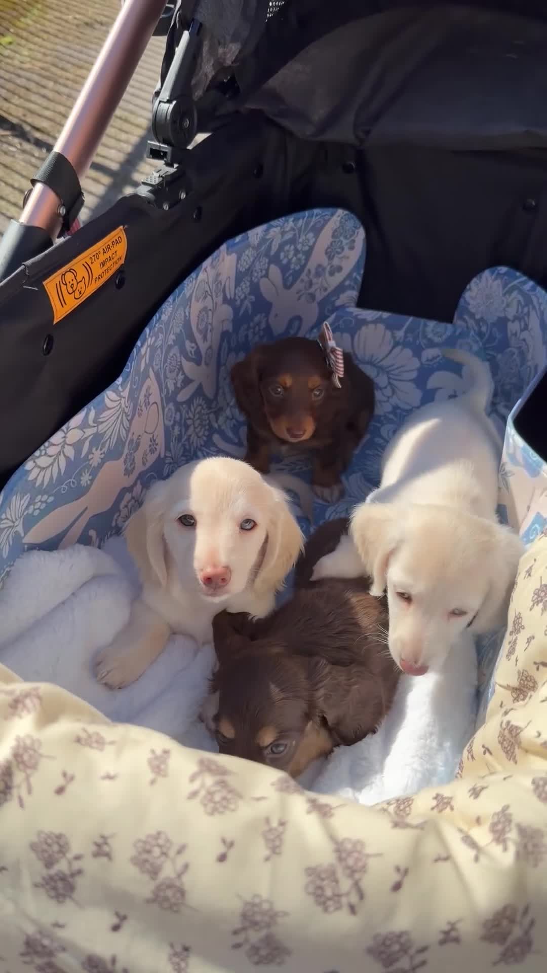 Miniature Dachshund dogs for sale: Clear cream miniature dachshunds  - Video 1