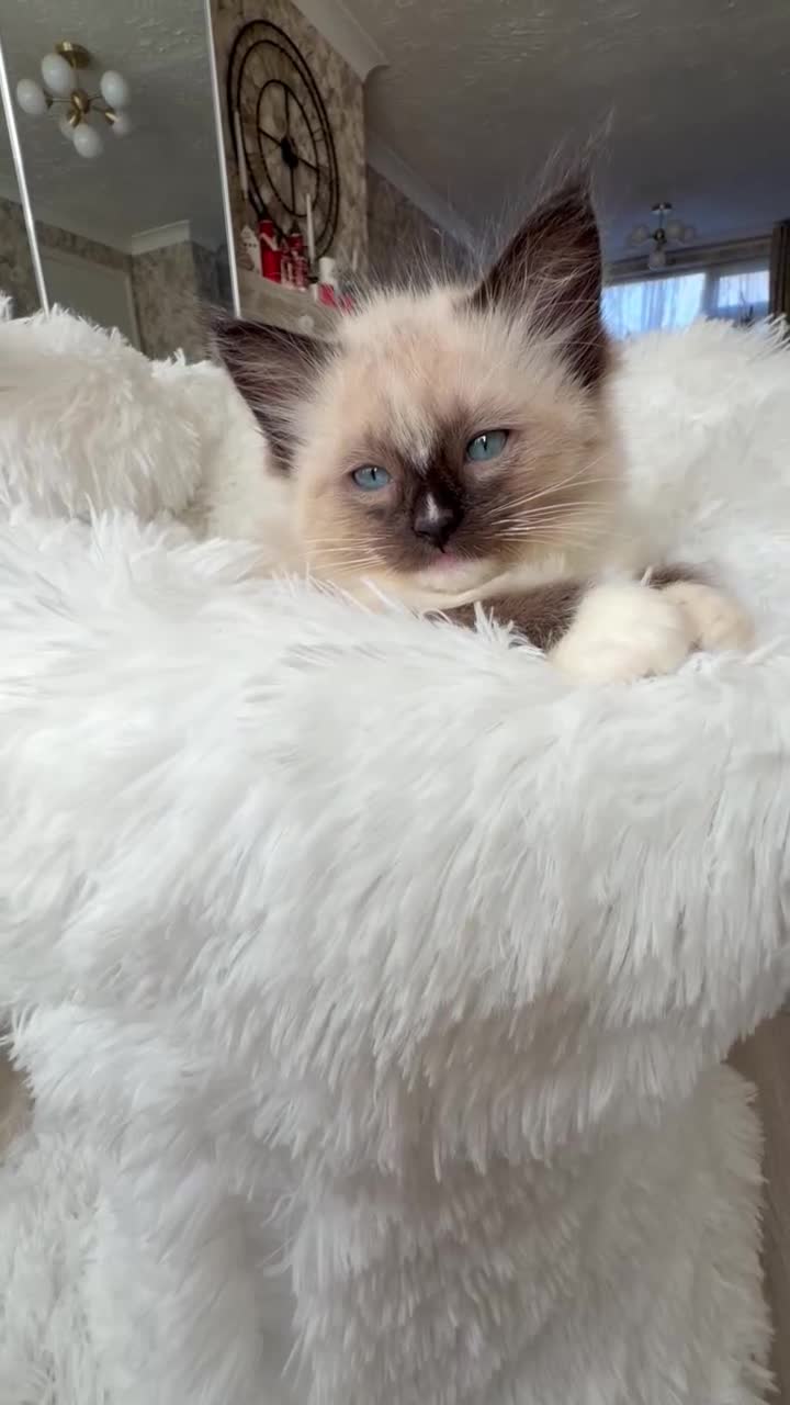 Ragdoll cats for sale: pure ragdoll - Video 2