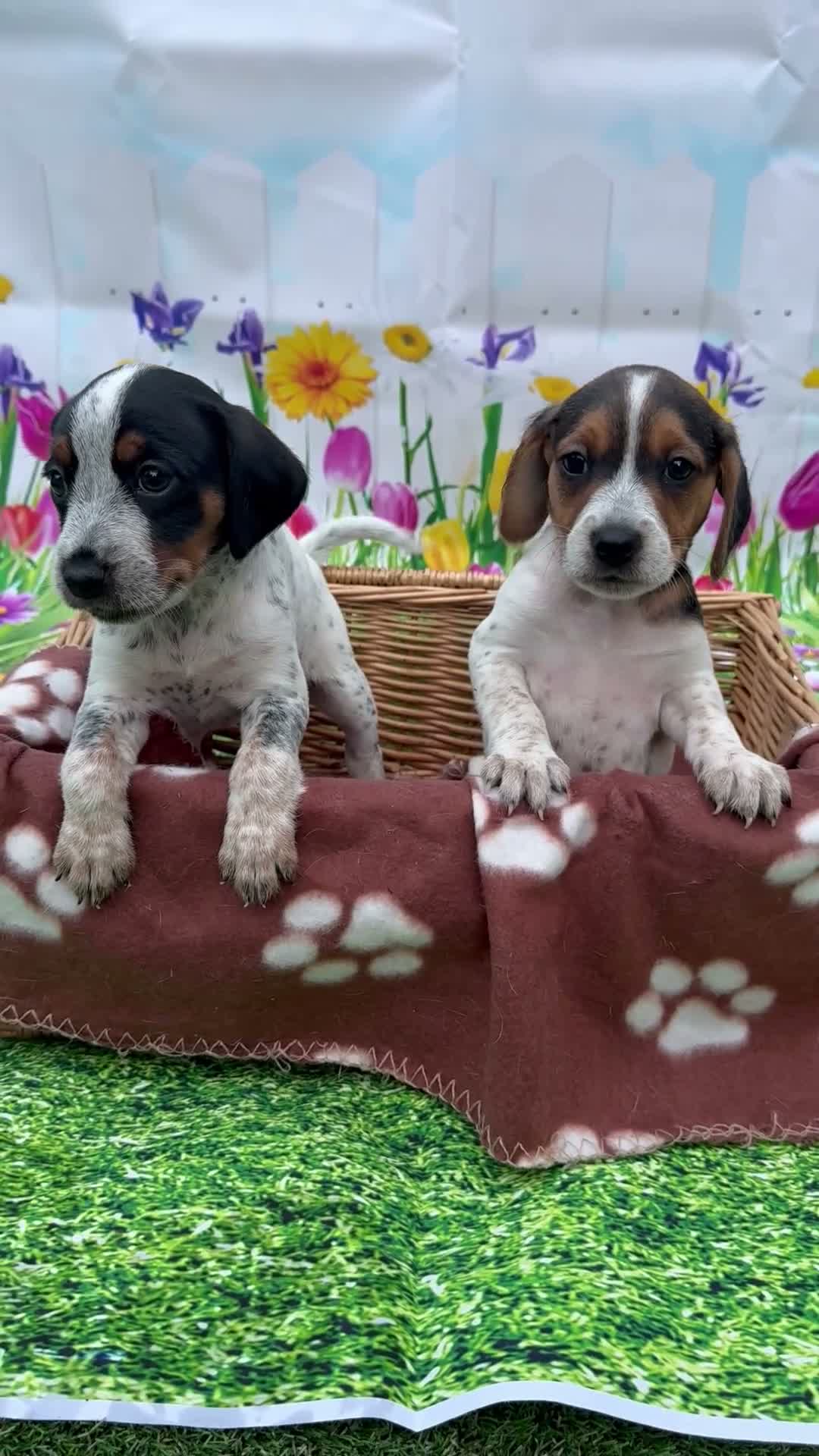 Jack Russell dogs for sale: jack Russell puppys 4💙. 6🩷 - Video 2