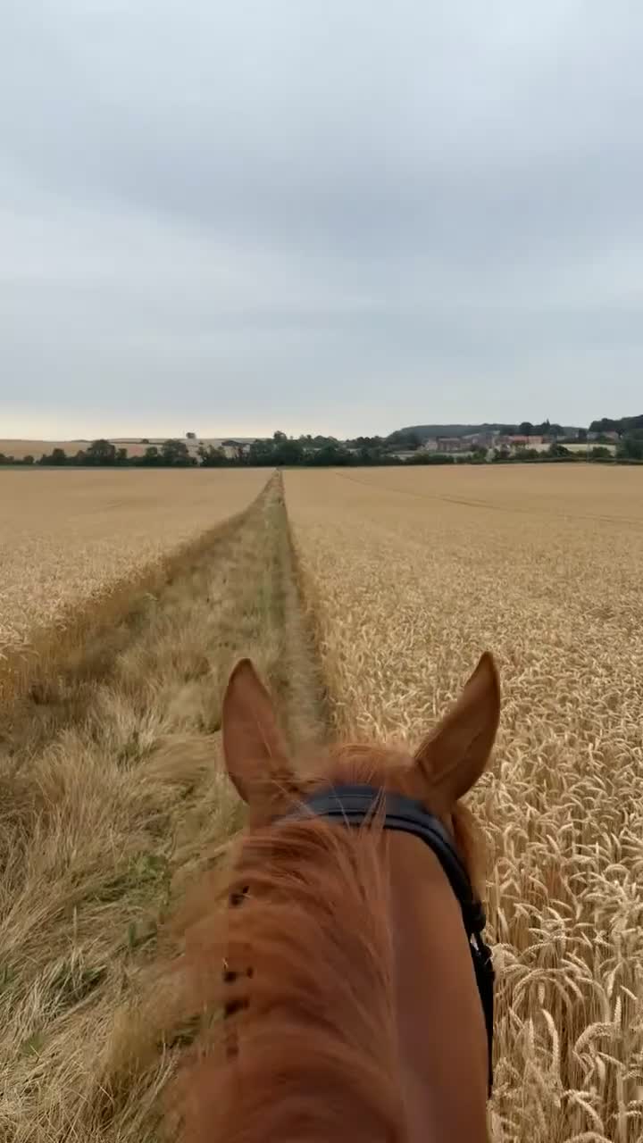 English Thoroughbred horses for sale: Chestnut Thoroughbred Mare - Video 2